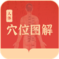 人体穴位图解